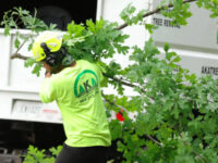 tree service