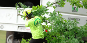 tree service